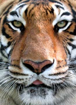 tigerface.jpg
